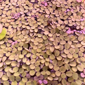 250 leaves + Water Spangles, Salvinia minima, Live Aquarium/Aquatic/Floating/Pond Plant