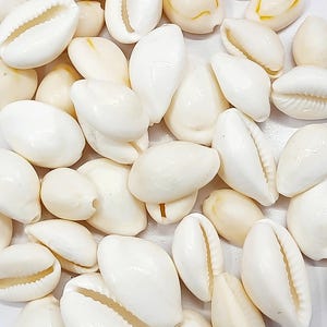 Reine ursprüngliche weiße KAURI natürliche Kauri Kauri sicher Kodi Kaudi Kauri für Puja der Göttin Laxmi Versandkostenfrei, weiße Kauri Hochzeit, Muscheln