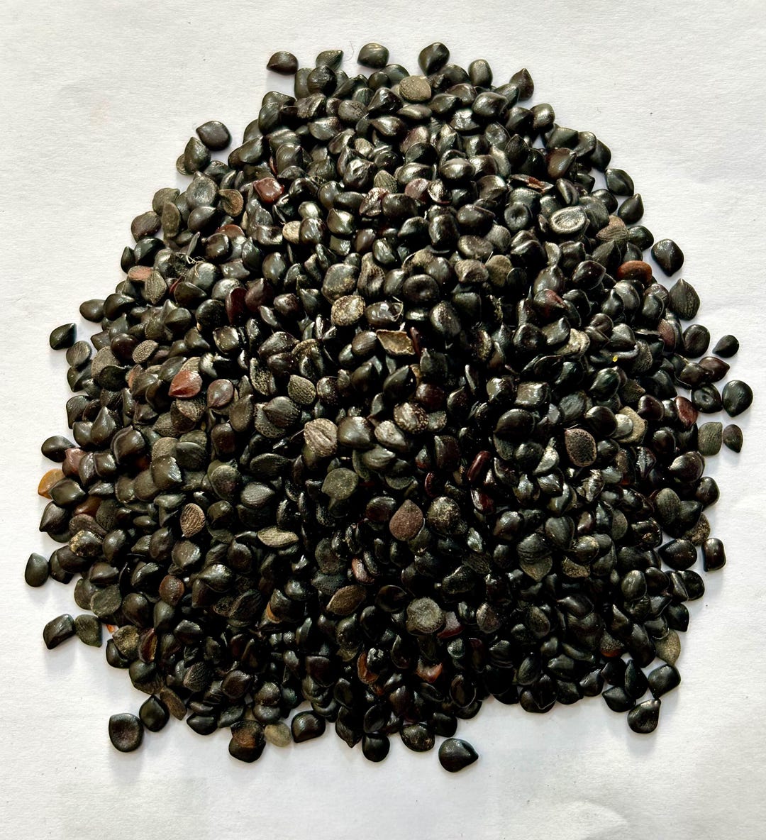 Chaksoo Seed-cassia Absus -raw -beej Chaksu - Etsy Canada