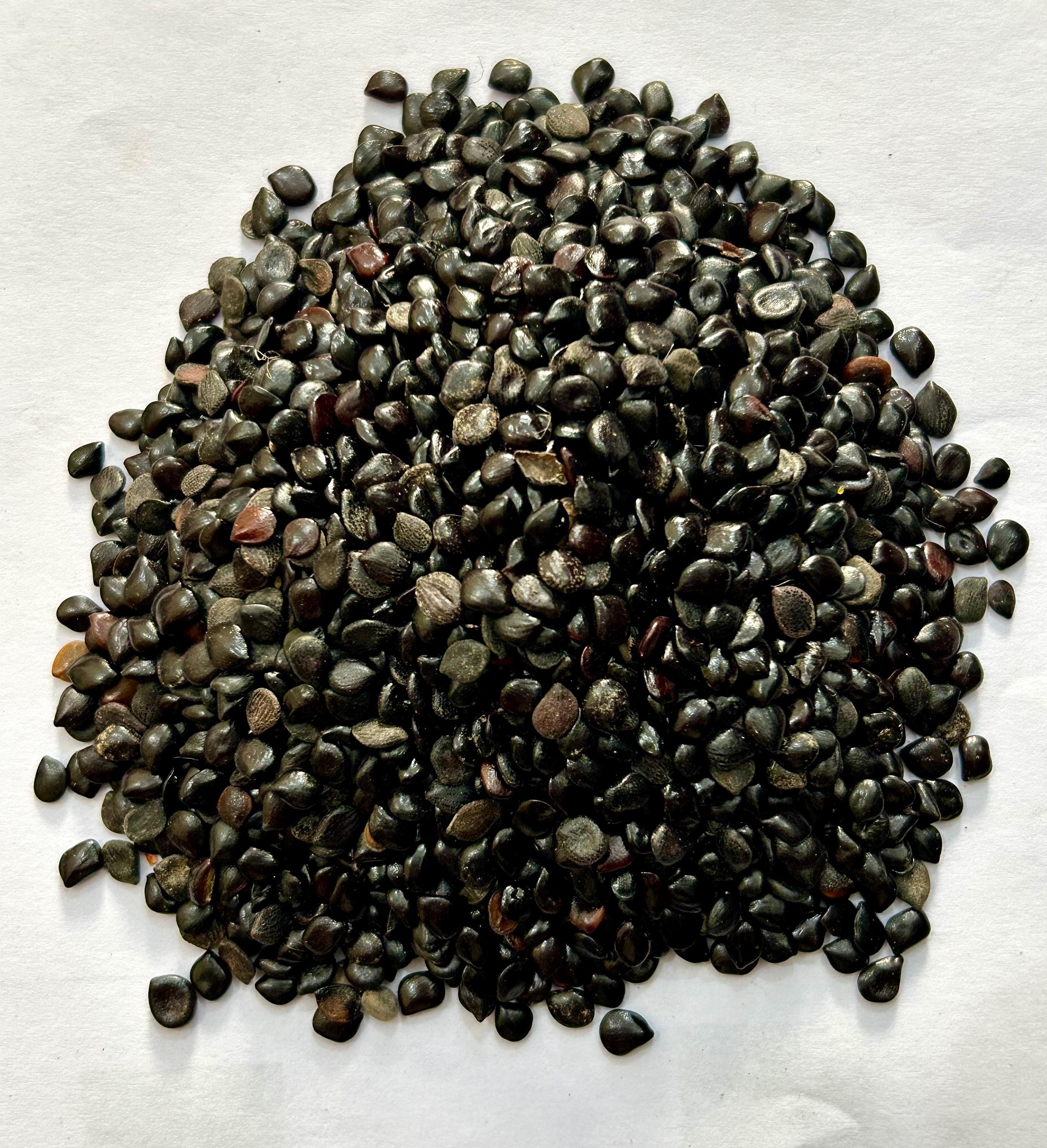 Chaksoo Seed-Cassia Absus -Raw Herbs-Beej Chaksu