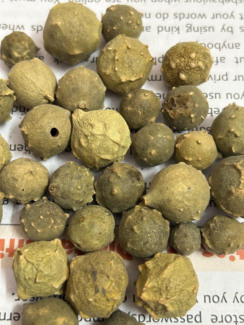 Puede incluir: Una colecci&oacute;n de vainas de semillas secas, redondas y texturizadas, en varios tama&ntilde;os y tonos de verde y marr&oacute;n. Las vainas tienen una superficie rugosa y est&aacute;n dispersas sobre una superficie blanca con texto impreso.