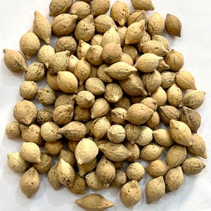 May include: A pile of small, beige-coloured, oval-shaped nuts or seeds. The objects have a rough, textured surface and vary slightly in size and shape. They are scattered across a white surface, creating a natural, organic aesthetic.