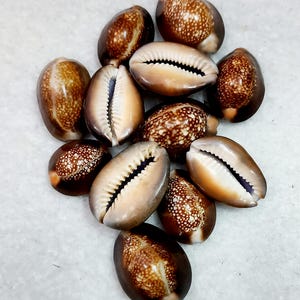 Puede incluir: Una colección de conchas de cauri pulidas, marrones y beige. Las conchas tienen un acabado liso y brillante con patrones moteados y una abertura de ranura distintiva. Las conchas están dispuestas sobre una superficie gris claro.