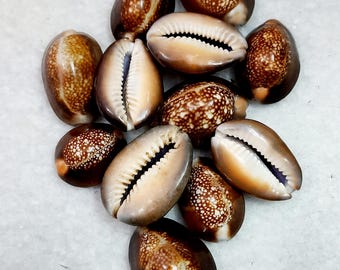1 szt. - 108 szt. Brązowy duży rozmiar 3-4 cm KAURI Naturalny Cowrie Cowry Kali Kaali Kodi Kaudi Kauri na Puja Charm Amulet Darmowa wysyłka