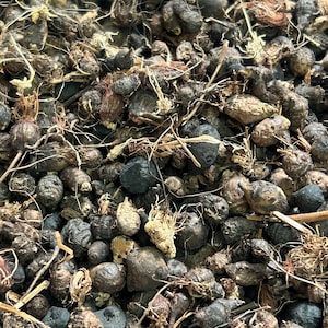 May include: Close-up of a pile of dried, dark brown and black bulbs with attached roots and stems. The bulbs vary in size and shape, with some appearing round and others more elongated. The image has a natural, earthy tone.
