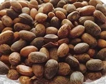 Semillas Jamalgota - Semillas Croton- Jamalghota beej- Croton Tiglium- Semilla Aworoso- Habbatul Muluk- Semilla Croton Pendoliflurous