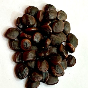 Natural pure Organic Tamarind seeds,Tamarindus Indica seeds, imli beej,