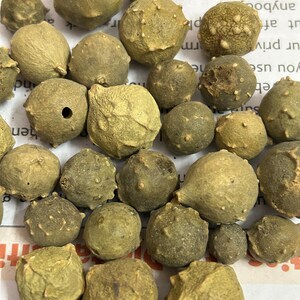 Puede incluir: Primer plano de numerosas c&aacute;psulas de semillas secas, que muestran una variedad de tama&ntilde;os y texturas. Las c&aacute;psulas son predominantemente de color verde oliva y marr&oacute;n, con un exterior rugoso y con bultos.