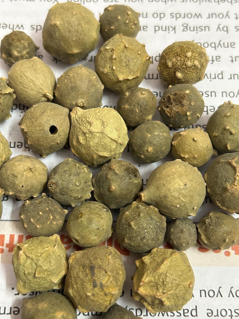 Puede incluir: Primer plano de numerosas c&aacute;psulas de semillas secas, que muestran una variedad de tama&ntilde;os y texturas. Las c&aacute;psulas son predominantemente de color verde oliva y marr&oacute;n, con un exterior rugoso y con bultos.