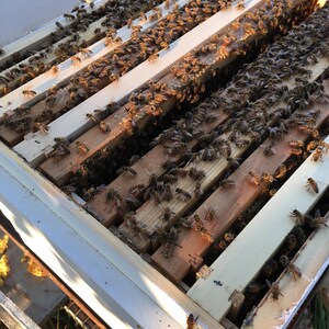 Puede incluir: Vista de cerca de un marco de colmena de madera lleno de numerosas abejas. Las abejas est&aacute;n agrupadas en las lamas de madera, con algunas celdas de panal visibles. El marco forma parte de una estructura de colmena m&aacute;s grande, blanca y de madera.