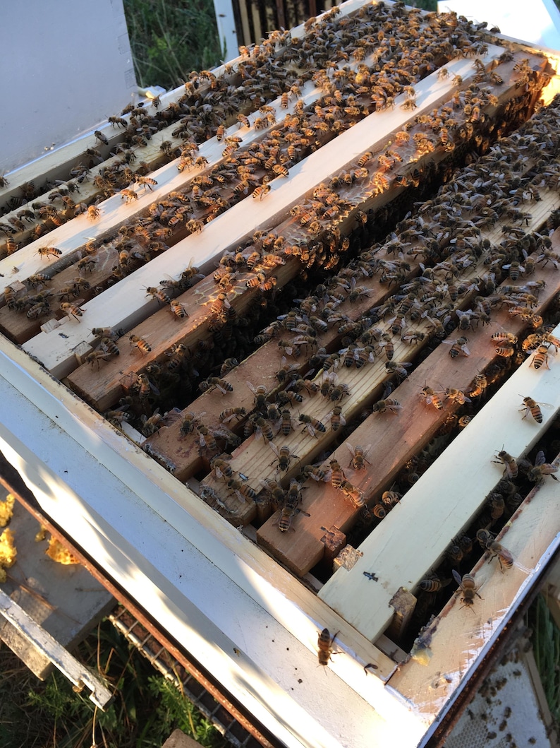 Puede incluir: Vista de cerca de un marco de colmena de madera lleno de numerosas abejas. Las abejas est&aacute;n agrupadas en las lamas de madera, con algunas celdas de panal visibles. El marco forma parte de una estructura de colmena m&aacute;s grande, blanca y de madera.