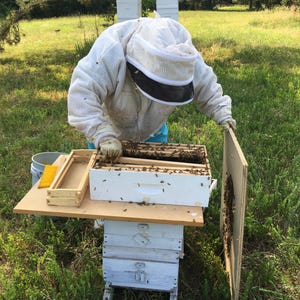 Puede incluir: Un apicultor con traje y sombrero protectores blancos trabaja con una colmena al aire libre. La colmena blanca est&aacute; sobre un soporte. Un marco de madera y un cubo est&aacute;n cerca. La escena tiene lugar en una zona cubierta de hierba.