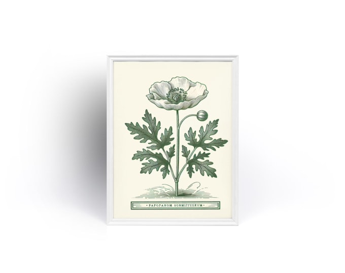 Framed Botanical Wall Art - Vintage Poppy Illustration Print, Classical Herbarium Decor for Apothecary or Nature-Inspired Spaces