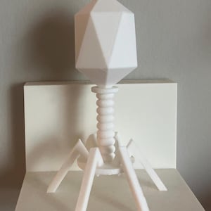 May include: A white, 3D-printed bacteriophage model. The model features a geometric head, a helical neck, and six leg-like structures. The object is displayed on a white surface.