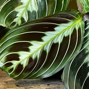 Peut inclure: Gros plan sur des feuilles de Maranta leuconeura, également connues sous le nom de plantes prieuses. Les feuilles sont vert foncé avec des marques bordeaux foncé et des veines blanches. La plante a une apparence luxuriante et tropicale.