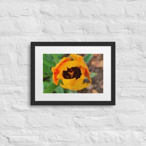 Gerahmtes Poster Tulip Teardrops