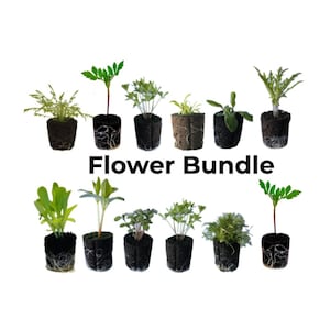 Flower Bundle: Ready-to-plant seedlings, Starts, Plugs, Garden ready, Live plants, Transplants, Pre-sprouted, For soil & hydroponic gardens