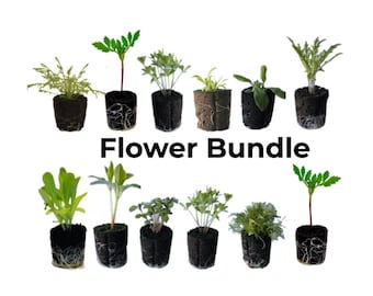 Flower Bundle: Ready-to-plant seedlings, Starts, Plugs, Garden ready, Live plants, Transplants, Pre-sprouted, For soil & hydroponic gardens