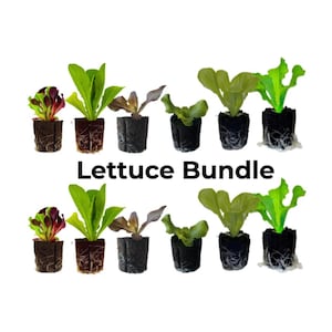 May include: A Lettuce Bundle with various types of lettuce plants. The image shows several small plants with green, red, and brown leaves, each in a small black pot. The text "Lettuce Bundle" is displayed in black.