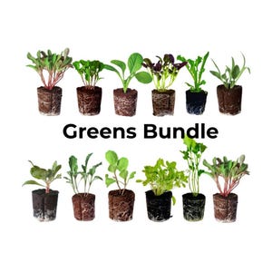 May include: A collection of young green plants, each in a small pot with visible roots. The plants vary in color and leaf shape, with the text "Greens Bundle" displayed below the plants.