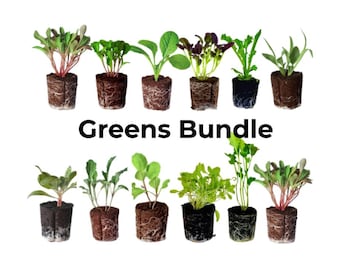 Greens Bundle: Ready-to-plant seedlings, Starts, Plugs, Garden ready, Live plants, Transplants, Pre-sprouted, For soil & hydroponic gardens