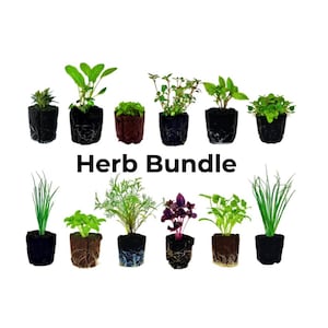 May include: An assortment of potted herbs, including basil, dill, and chives, are arranged in rows against a white background. The text "Herb Bundle" is displayed in bold black letters below the plants. The herbs are in small, dark containers.