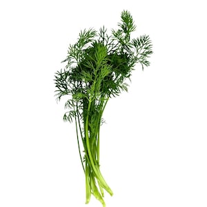 May include: A fresh bunch of dill, a green herb with feathery leaves and long, slender stems. The dill is a vibrant green color, and the stems are a lighter shade of green. The image is set against a clean white background.