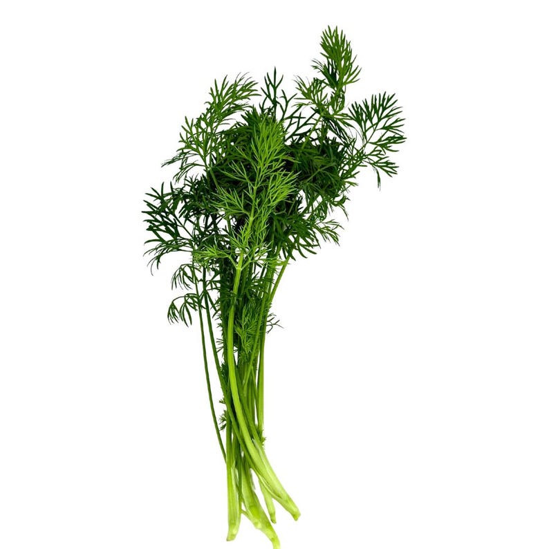 May include: A fresh bunch of dill, a green herb with feathery leaves and long, slender stems. The dill is a vibrant green color, and the stems are a lighter shade of green. The image is set against a clean white background.