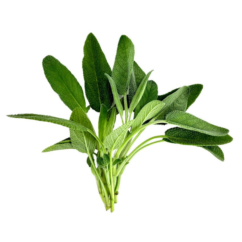 May include: A bundle of fresh sage leaves, featuring vibrant green, textured leaves. The leaves are oval-shaped with a slightly fuzzy appearance, and the stems are a light green color. The sage is isolated against a white background.