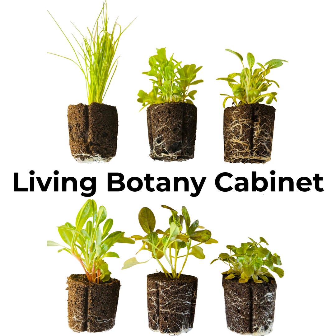 Montessori Leaf Shapes Garden 6-pack | Botany Cabinet Inspired Living ...