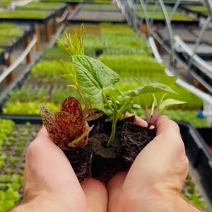 May include: A close-up of a person's hands holding several small plants with visible roots. The plants include a leafy green plant, a red and yellow speckled plant, and other green plants. The background shows a greenhouse with rows of seedlings.