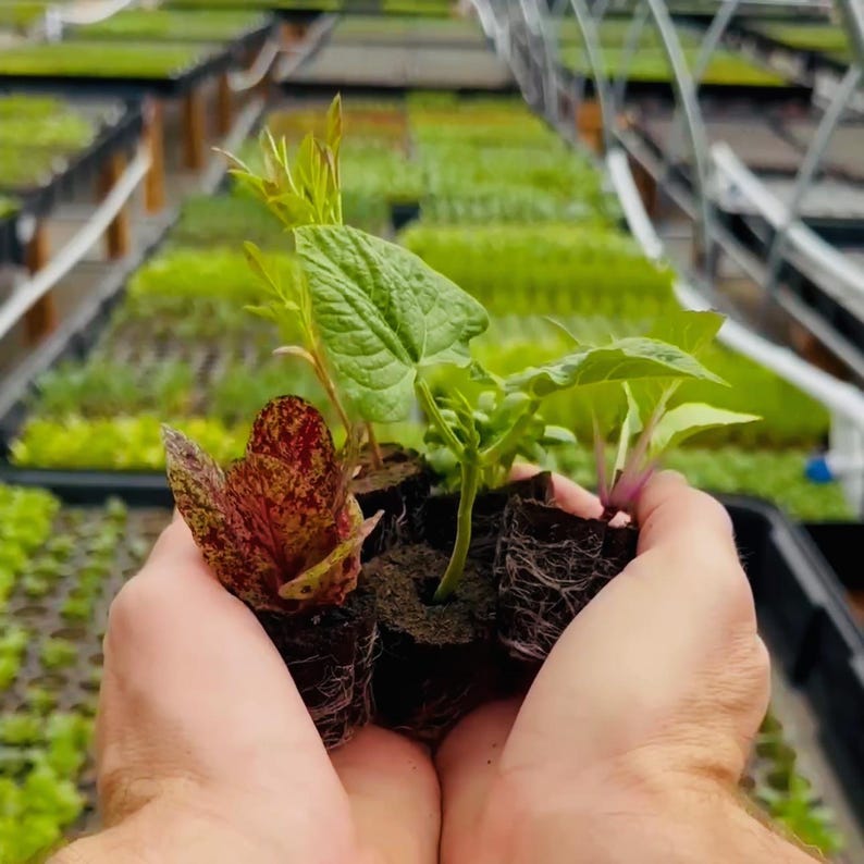 May include: A close-up of a person's hands holding several small plants with visible roots. The plants include a leafy green plant, a red and yellow speckled plant, and other green plants. The background shows a greenhouse with rows of seedlings.