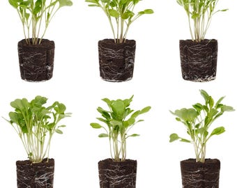 Arugula Seedlings: Ready-to-Plant, Starts, Starters, Plugs, Garden Ready, Live Plants, Transplants, Pre-Sprouted, Soil & Hydroponic Gardens