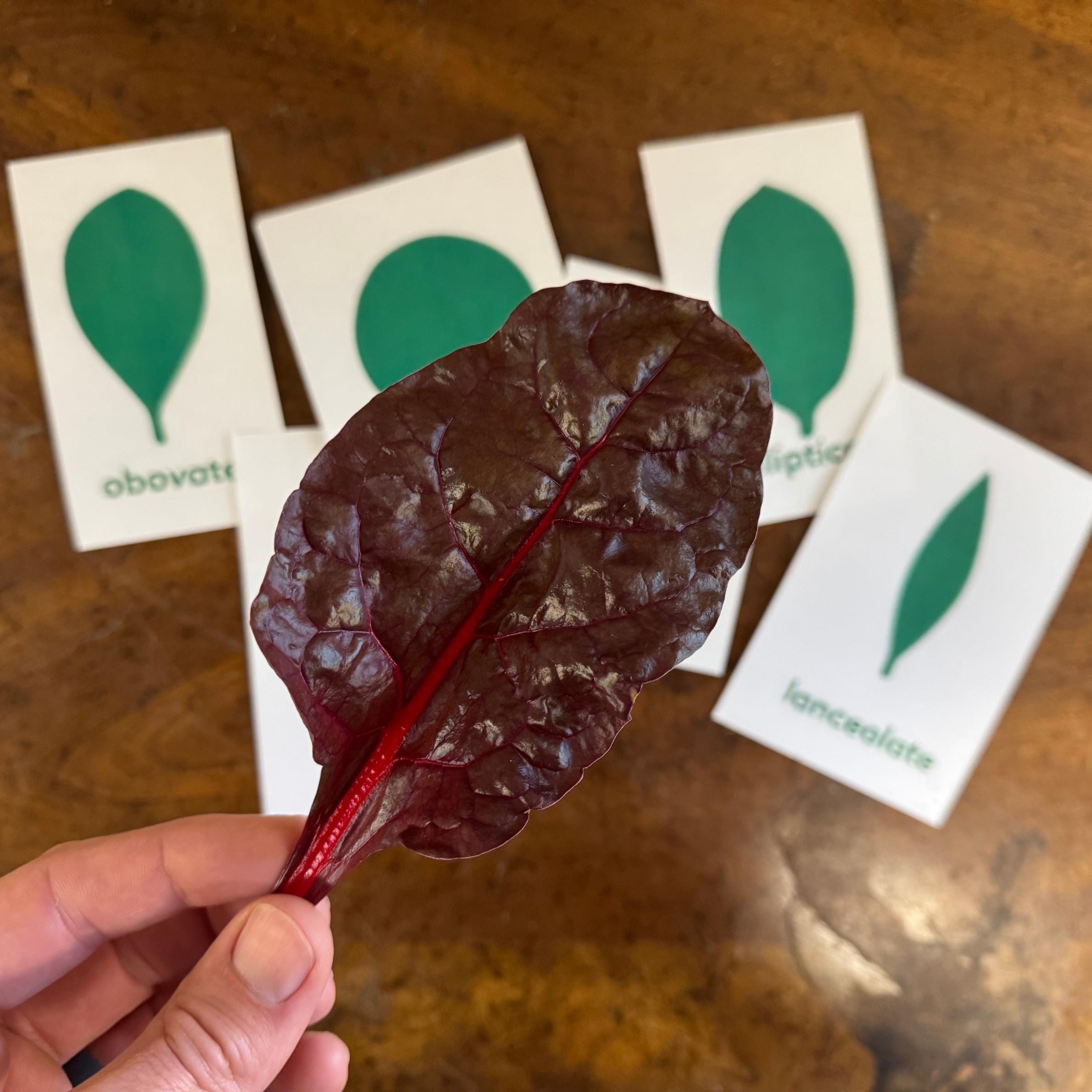 Montessori Leaf Shapes Garden 6-pack | Botany Cabinet Inspired Living ...