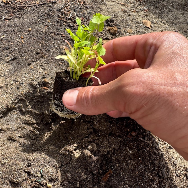 May include: A small plant with green leaves and visible roots is held in a person's hand. The plant is in a dark soil block, ready for planting. The background is a bed of dark soil.