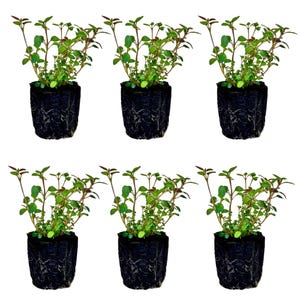 May include: Six small potted plants with green leaves and reddish-brown stems. The plants are in dark, square pots with visible roots. The background is plain white, highlighting the plants.