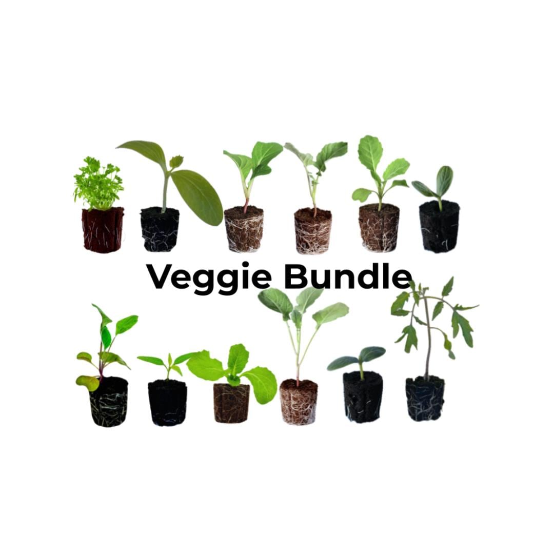 Veggie Bundle: Ready-to-plant seedlings, Starts, Plugs, Garden ready, Live plants, Transpl