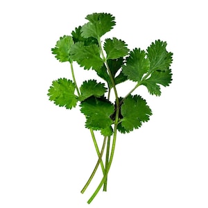 May include: A fresh bunch of cilantro, also known as coriander, with vibrant green leaves and slender stems. The leaves have a distinctive, slightly serrated edge. The herb is isolated against a clean white background, highlighting its natural color and texture.