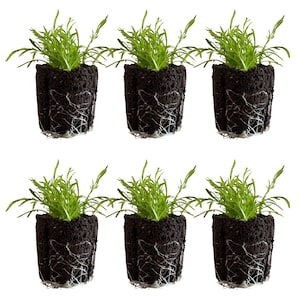 May include: Six small potted plants with bright green foliage and dark soil. The roots are visible, creating a contrast against the white background. The plants are in black plastic pots, ready for transplanting.