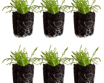 Chamomile Seedlings: Ready-to-Plant, Starts, Plugs, Garden Ready, Live Plants, Transplants, Pre-Sprouted, Soil & Hydroponic Gardens