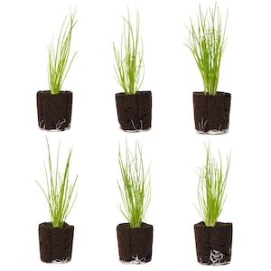 Green Onion Seedlings: Ready-to-Plant, Starts Starter Plugs, Garden Ready, Live Plants, Transplants, Pre-Sprouted, Soil & Hydroponic Gardens