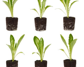 Romaine Seedlings: Ready-to-Plant, Starts, Starters, Plugs, Garden Ready, Live Plants, Transplants, Pre-Sprouted, Soil & Hydroponic Gardens