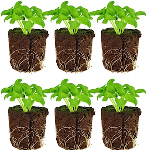 May include: Six basil plants with vibrant green leaves are shown. Each plant is rooted in a square of dark brown soil, with visible white roots. The plants are arranged against a white background, highlighting the fresh, healthy appearance of the herbs.