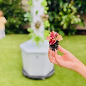 May include: A close-up of a small plant with red and pink petals, held in front of a white hydroponic tower garden. The plant has visible roots and is set against a green lawn and a blurred background.