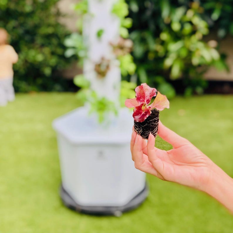May include: A close-up of a small plant with red and pink petals, held in front of a white hydroponic tower garden. The plant has visible roots and is set against a green lawn and a blurred background.