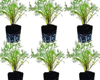 Dill Seedlings: Ready-to-Plant, Starts, Starters, Plugs, Garden Ready, Live Plants, Transplants, Pre-Sprouted, Soil & Hydroponic Gardens