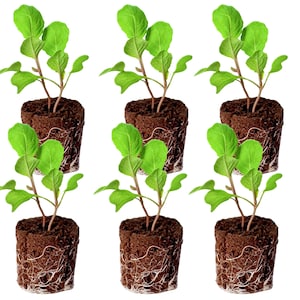 May include: Six young green plants with vibrant leaves are shown, each planted in a dark brown, soil-filled pot. The roots are visible, creating a natural, earthy aesthetic. The plants are arranged against a white background.