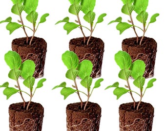Collard Seedlings: Ready-to-Plant, Starts, Starters, Plugs, Garden Ready, Live Plants, Transplants, Pre-Sprouted, Soil & Hydroponic Gardens