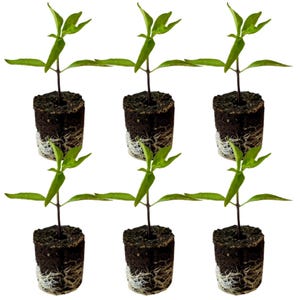May include: Six young green pepper plants, each in a dark brown soil pod with visible white roots. The plants have multiple green leaves and a central stem, ready for transplanting.