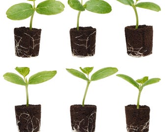 Cucumber Seedlings: Ready-to-Plant, Starts, Starters, Plugs, Garden Ready, Live Plants, Transplants, Pre-Sprouted, Soil & Hydroponic Gardens